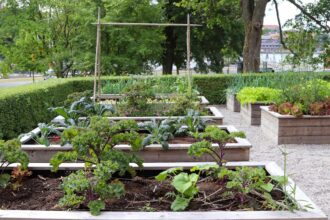 Gemüsepflanzen für den ersten eigenen Garten in Hochbeeten