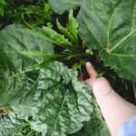 Eine Person pflanzt Setzlinge in einen mit frischer Erde gefüllten Blumenkasten auf einem sonnigen Balkon.
