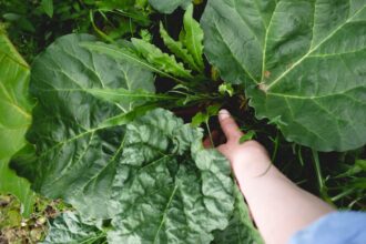 Eine Person pflanzt Setzlinge in einen mit frischer Erde gefüllten Blumenkasten auf einem sonnigen Balkon.