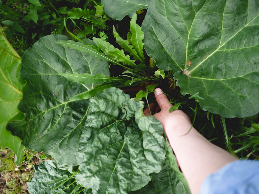 Eine Person pflanzt Setzlinge in einen mit frischer Erde gefüllten Blumenkasten auf einem sonnigen Balkon.