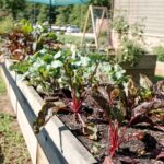 Profi Heckenschere Akku