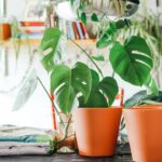 Acht braune Tonkegel stecken in Töpfen und versorgen Pflanzen automatisch mit Wasser.