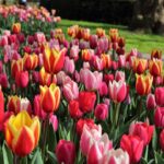 Solar Bewässerungssystem