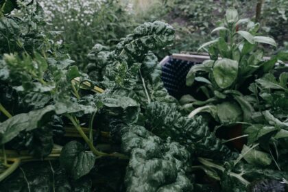 Reparatur einer automatischen Gartenbewässerung: Schlauch, Werkzeug und Tropfer auf Erde.