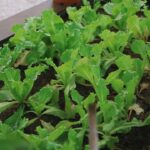 Metall-Hochbeet mit bepflanzten Salat- und Kräuterpflanzen, bereit für die Ernte.